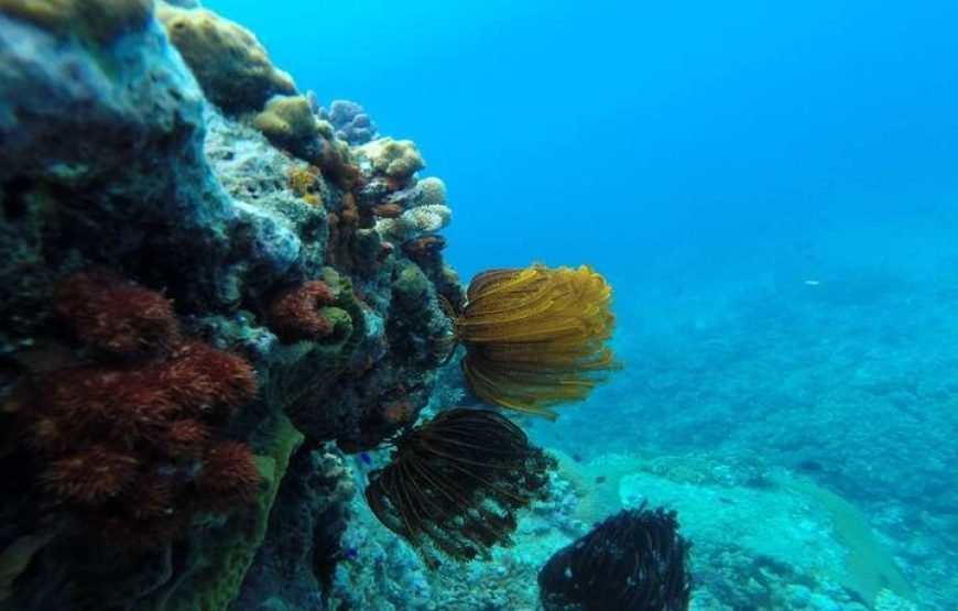 Beqa Lagoon 2 Hour Day Tour